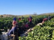 TRINTA E DOIS TRABALHADORES SÃO RESGATADOS EM SITUAÇÃO SEMELHANTE À ESCRAVIDÃO EM PERDIZES.