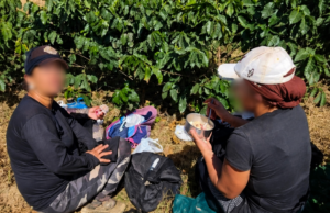 FAZENDA TERÁ DE PAGAR MAIS DE R$ 1 MILHÃO A 32 TRABALHADORES APÓS FISCALIZAÇÃO EM PERDIZES.